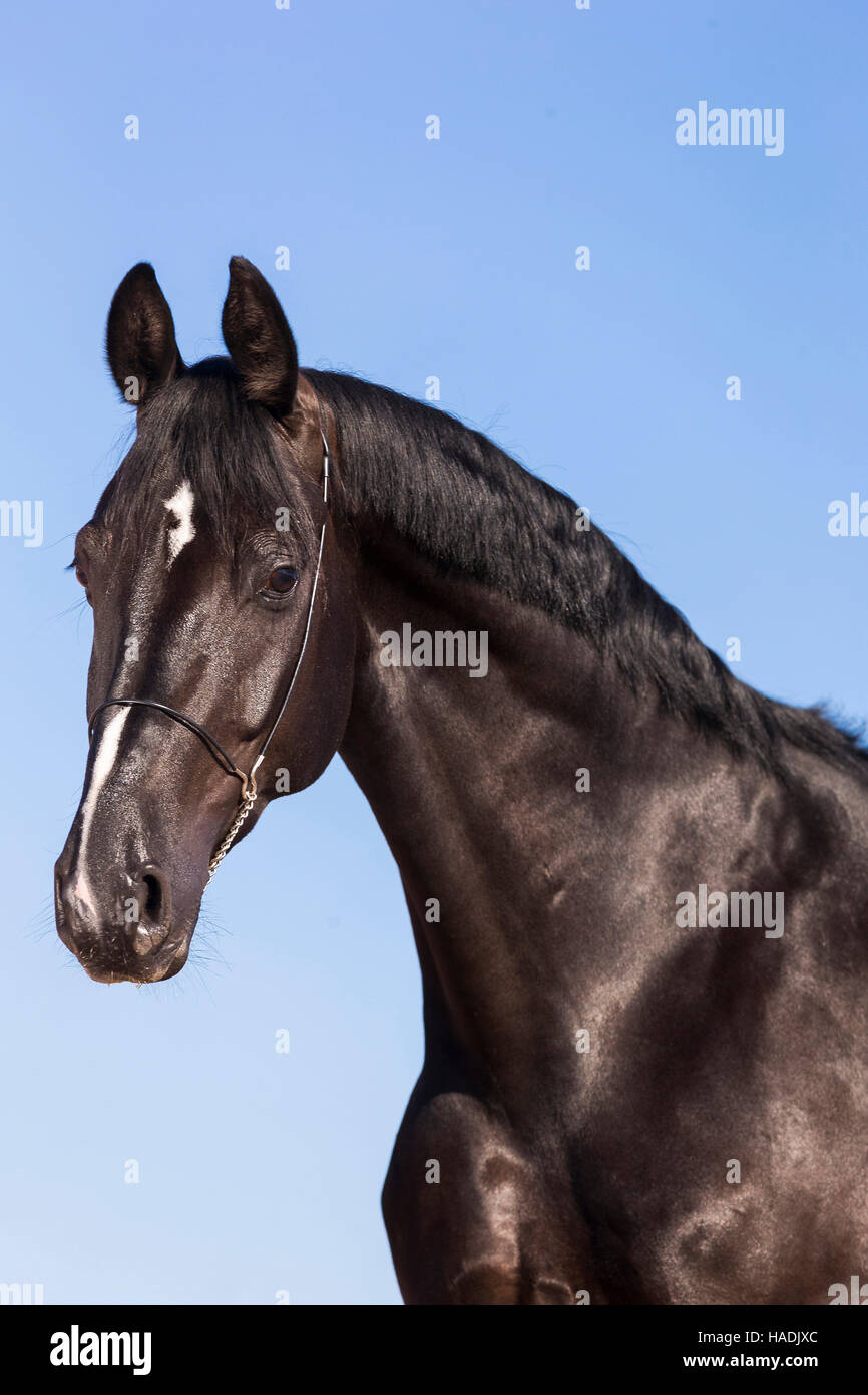 Hannoveraner Pferd. Porträt des schwarzen Wallach vor einem blauen Himmel gesehen. Deutschland Stockfoto