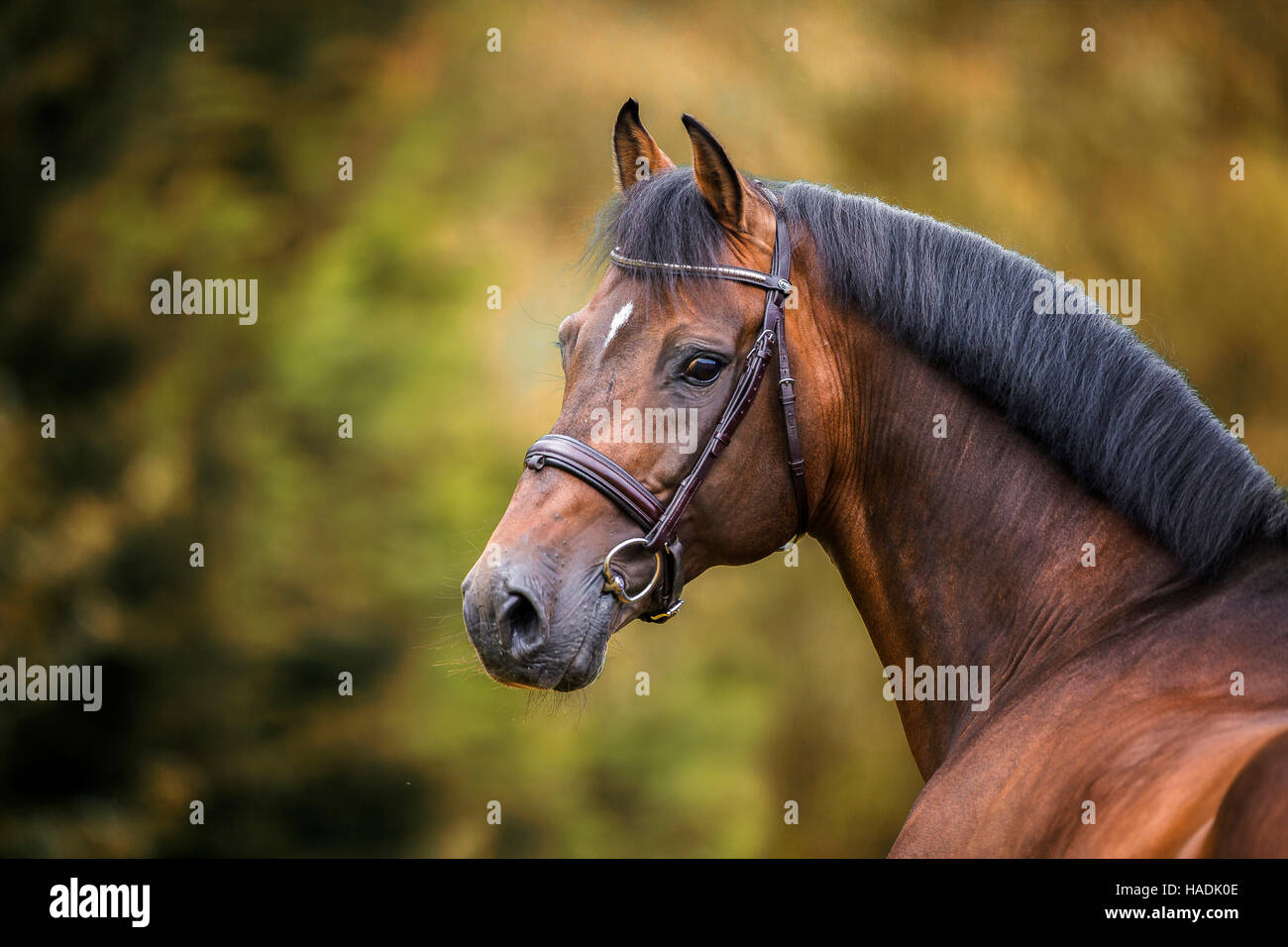 Holsteiner Pferd. Porträt der Bucht Hengst. Deutschland Stockfoto