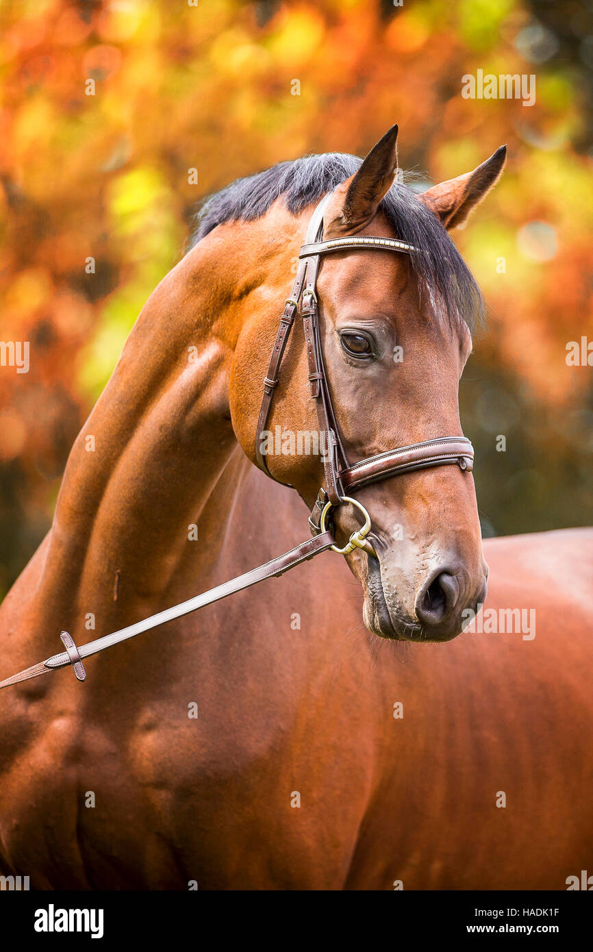 Holsteiner Pferd. Porträt der Bucht Hengst im Herbst. Deutschland Stockfoto