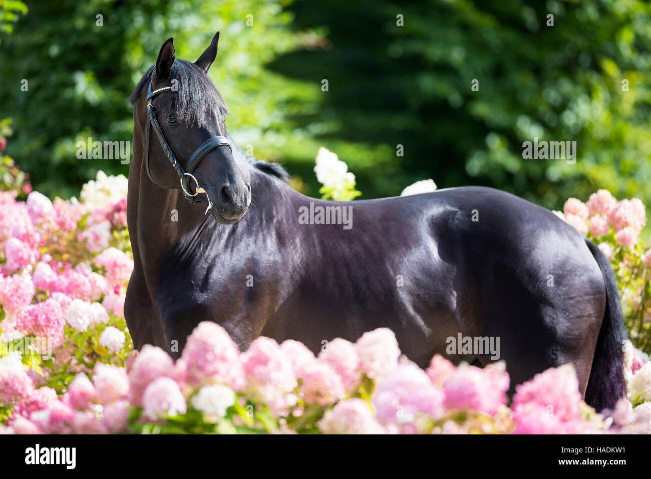 Oldenburger Pferd. Schwarzer Hengst stehen inmitten blühender Phlox rosa. Deutschland Stockfoto