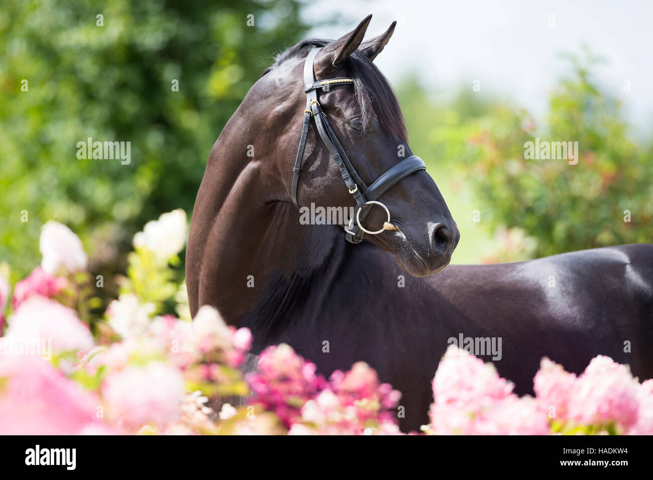 Oldenburger Pferd. Schwarzer Hengst stehen inmitten blühender Phlox rosa. Deutschland Stockfoto