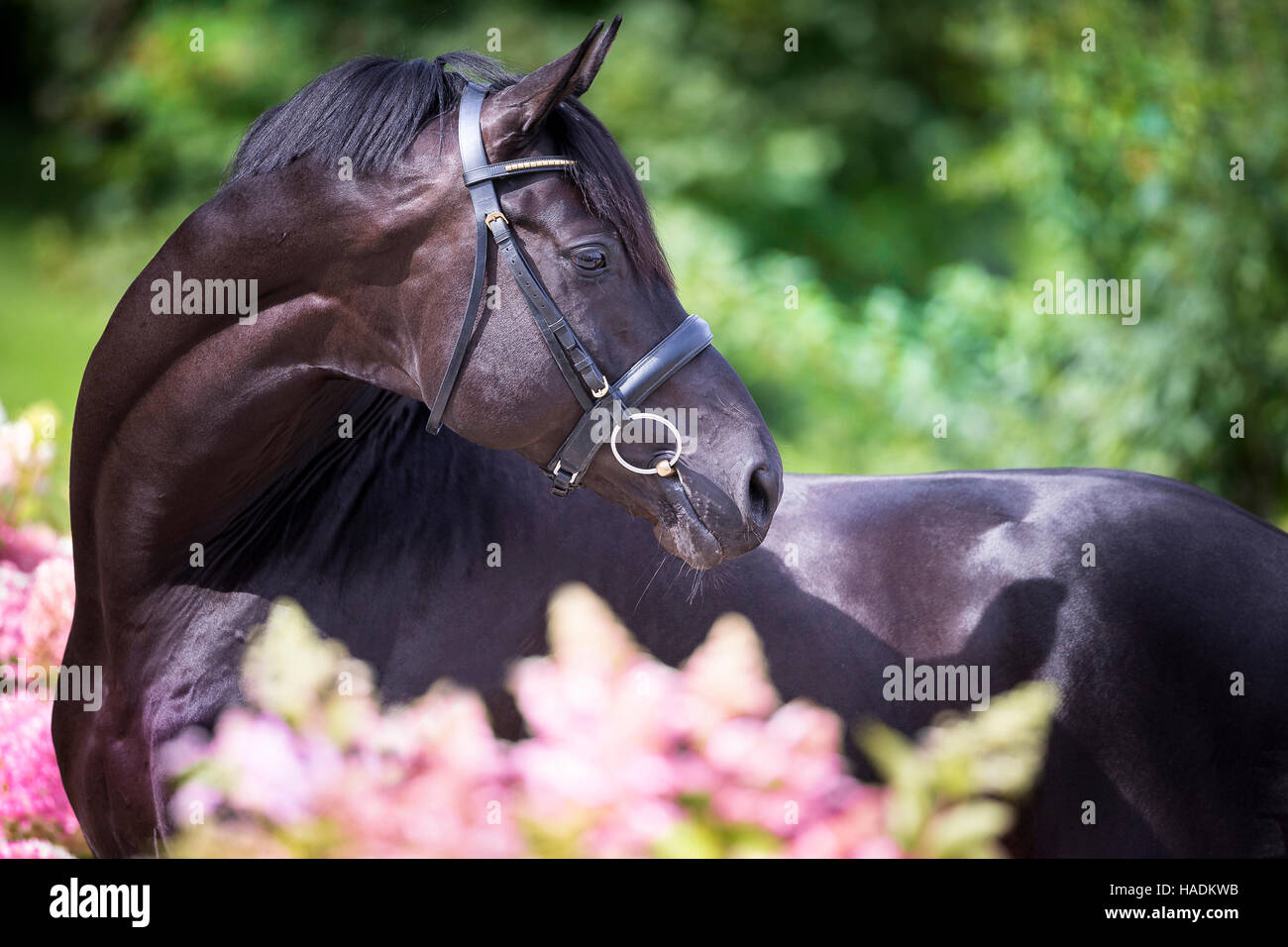 Oldenburger Pferd. Schwarzer Hengst stehen inmitten blühender Phlox rosa. Deutschland Stockfoto