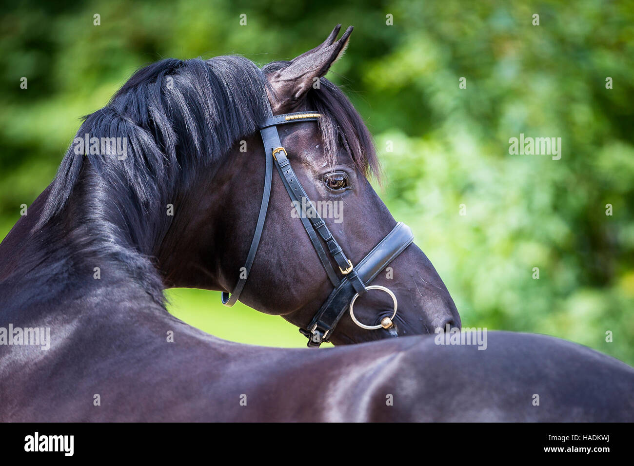 Oldenburger Pferd. Porträt von schwarzen Hengst. Deutschland Stockfoto