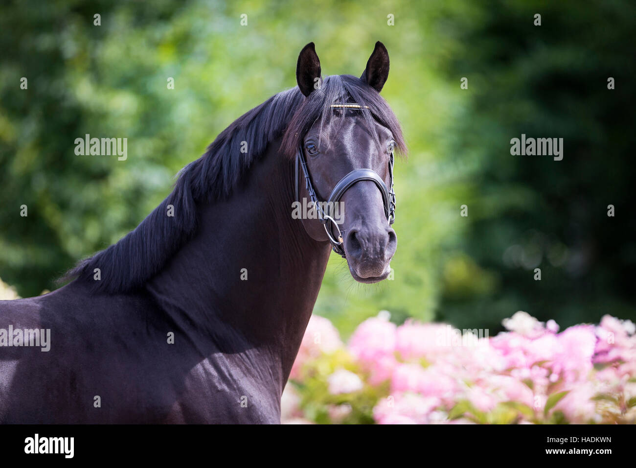 Oldenburger Pferd. Porträt der schwarze Hengst stehen inmitten blühender Phlox rosa. Deutschland Stockfoto