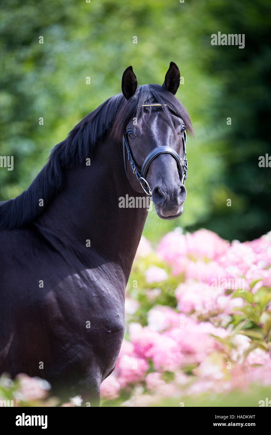 Oldenburger Pferd. Porträt der schwarze Hengst stehen inmitten blühender Phlox rosa. Deutschland Stockfoto