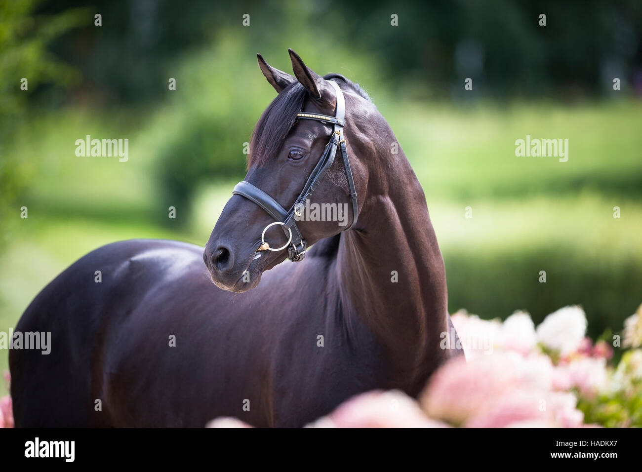 Oldenburger Pferd. Schwarzer Hengst stehen inmitten blühender Phlox rosa. Deutschland Stockfoto