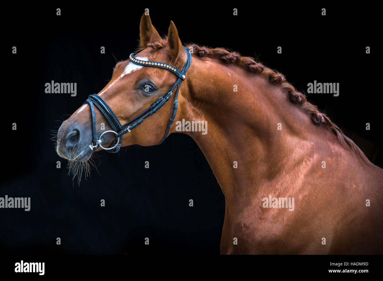 Württemberg Warmblut. Porträt der Fuchswallach Stute vor einem schwarzen Hintergrund zu sehen. Deutschland Stockfoto