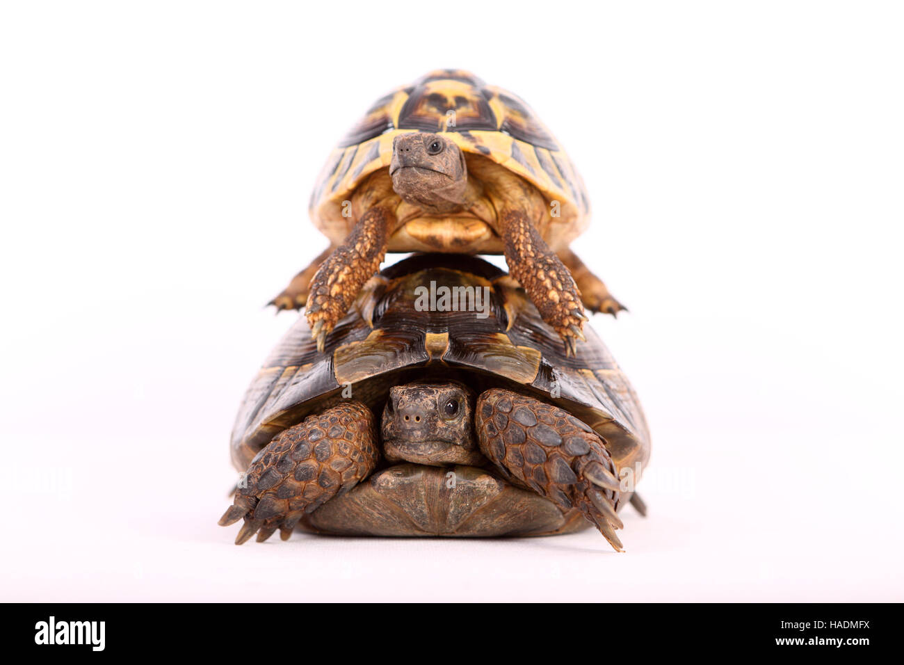 Hermanns Schildkröte (Testudo Hermanni) auf dem Carapax einer mediterranen Sporn-thighed Tortoise Griechische Schildkröte (Testudo Graeca). Stockfoto