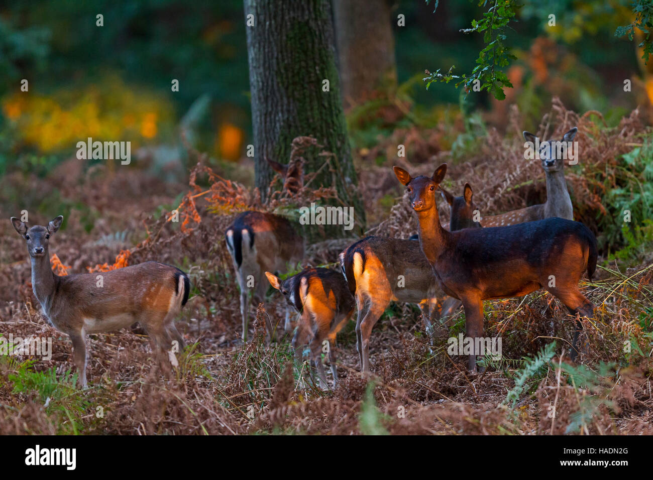 Damhirsch (Dama Dama). Tut und schmeichelt im letzten Sonnenlicht. Schleswig-Holstein Stockfoto