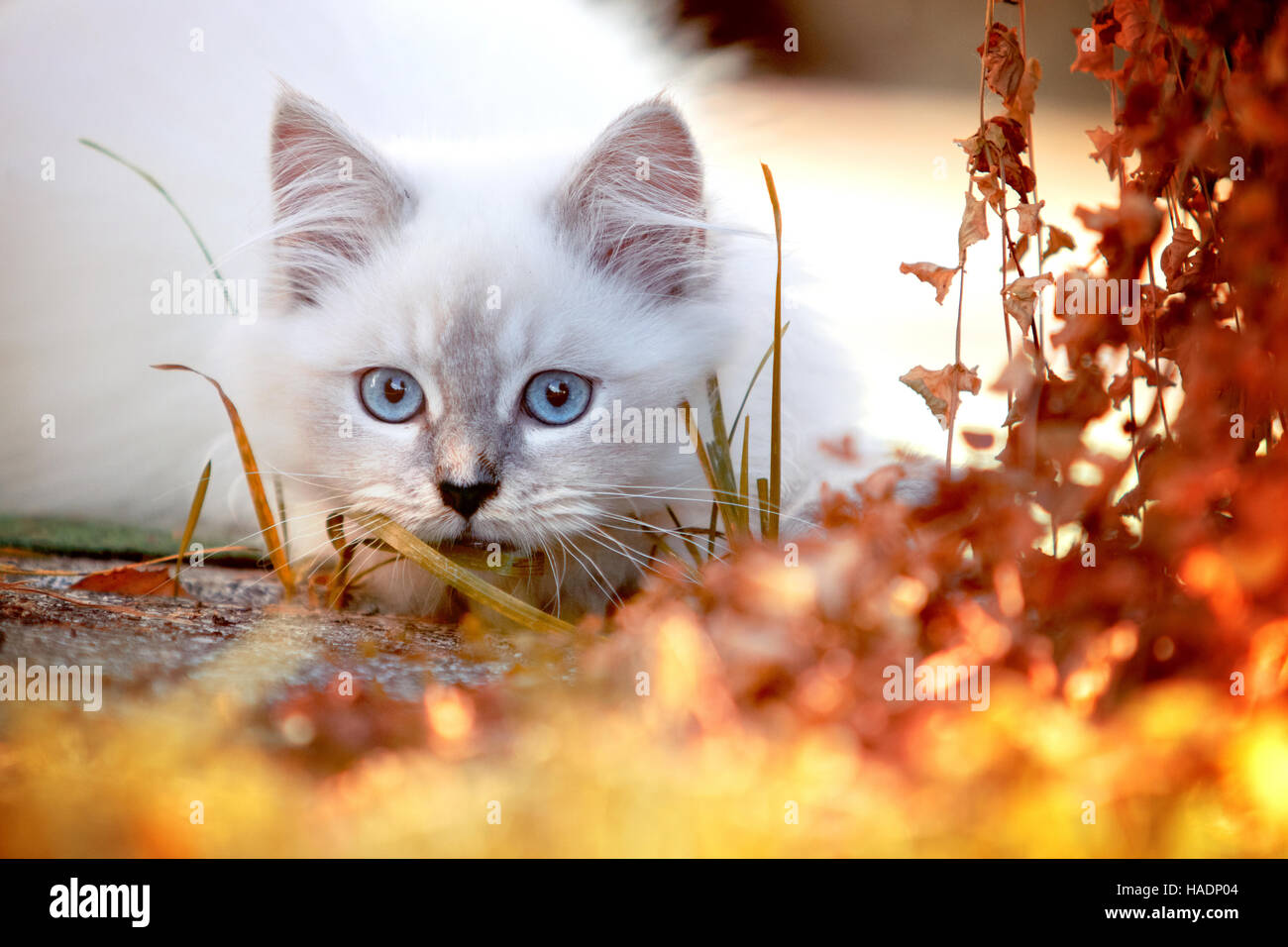 Ragdoll Katze. Juvenile Kater (13 Wochen alt) lauern in einem Garten im Herbst. Deutschland Stockfoto