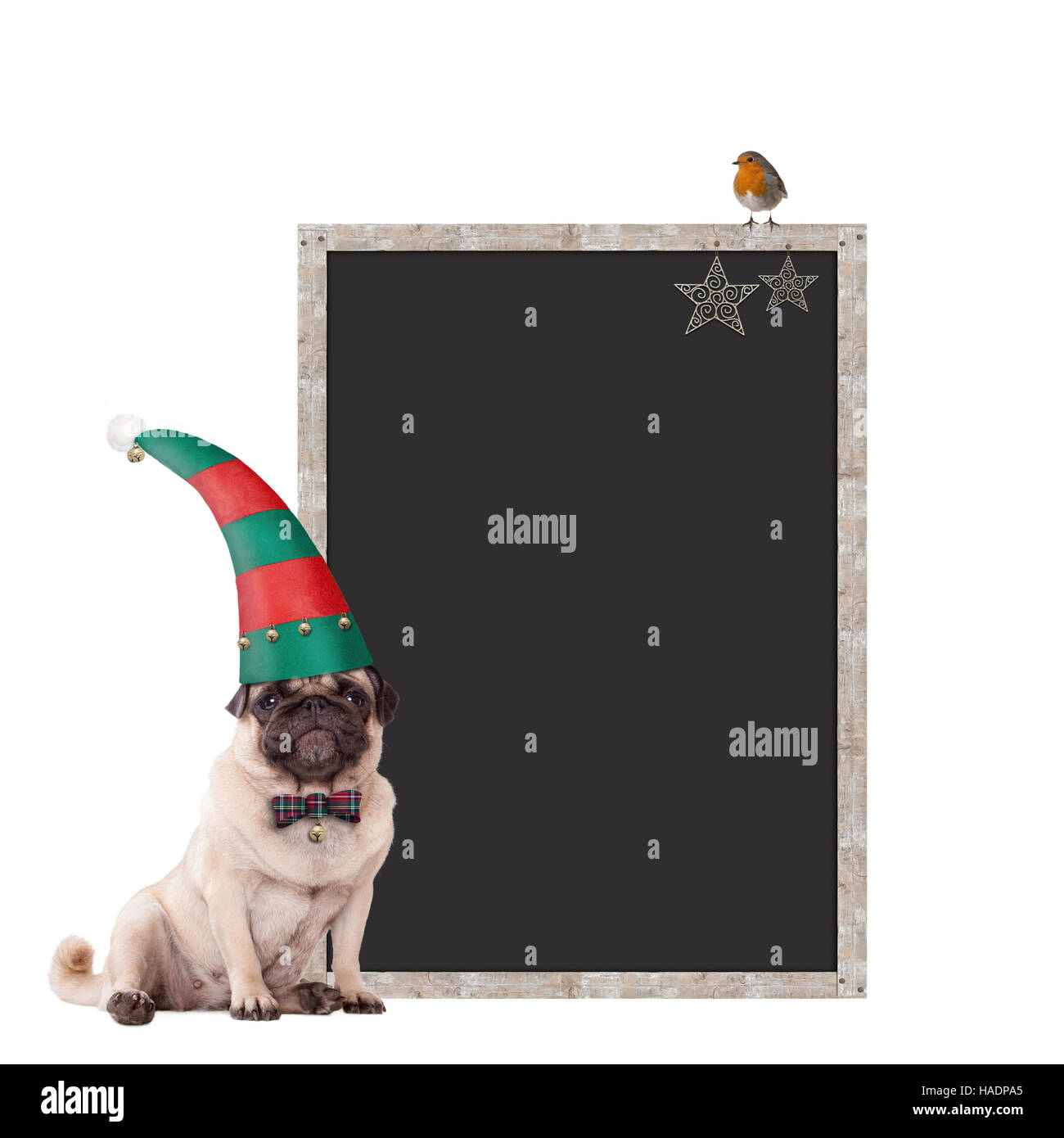 süße Mops Welpen eine Elf-Hut für Weihnachten, sitzt neben leere Tafel Zeichen mit Weihnachtsdekoration, auf weißem Hintergrund Stockfoto