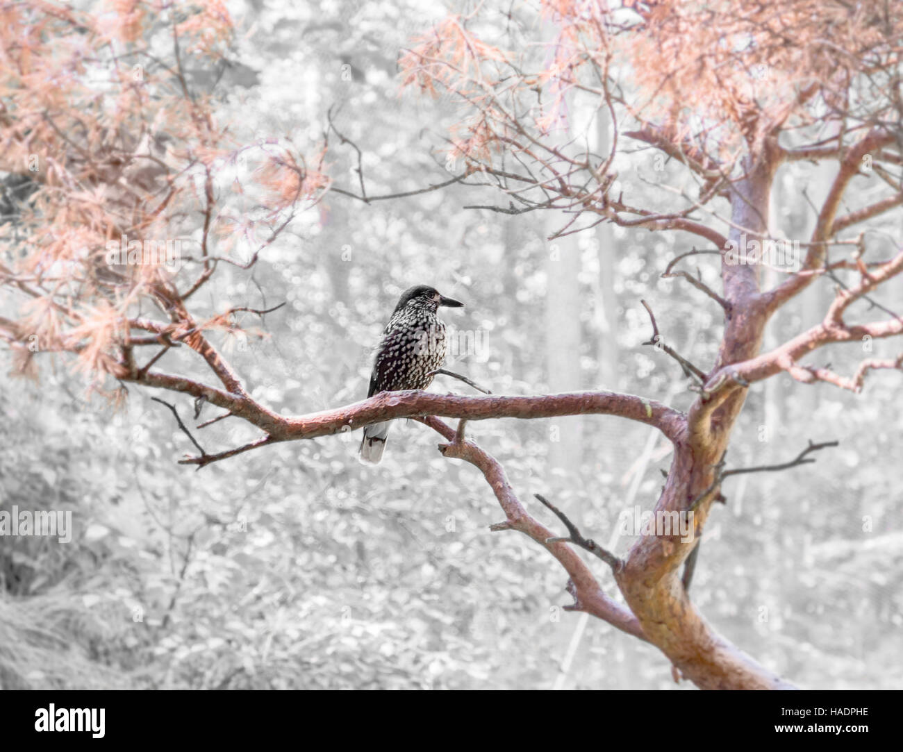 Gefleckte Nussknacker Vogel sitzt auf einem Zweig Stockfoto
