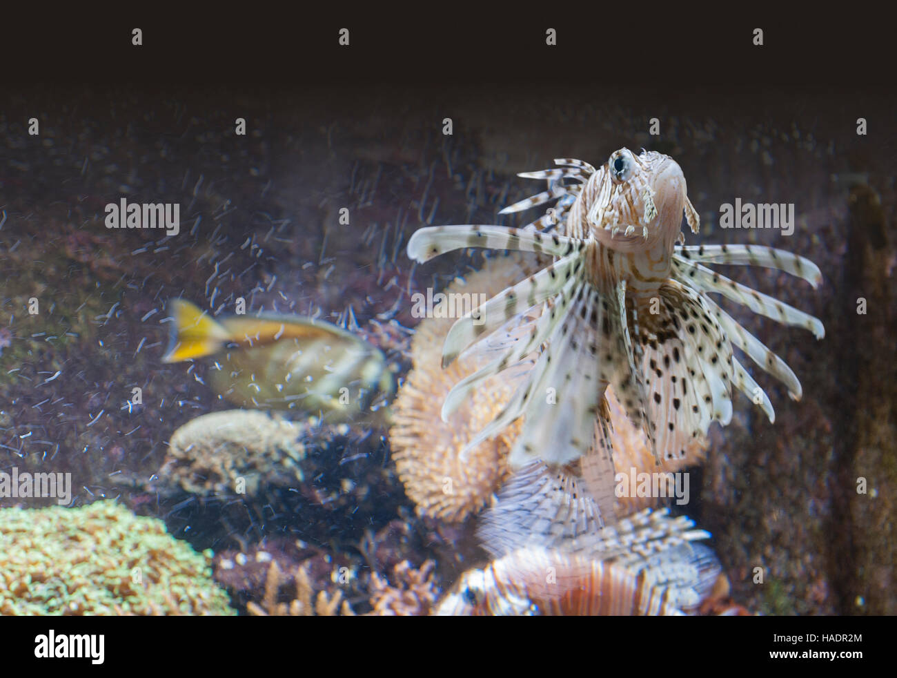 ein Rotfeuerfisch im Unterwasser Ambiente Stockfoto
