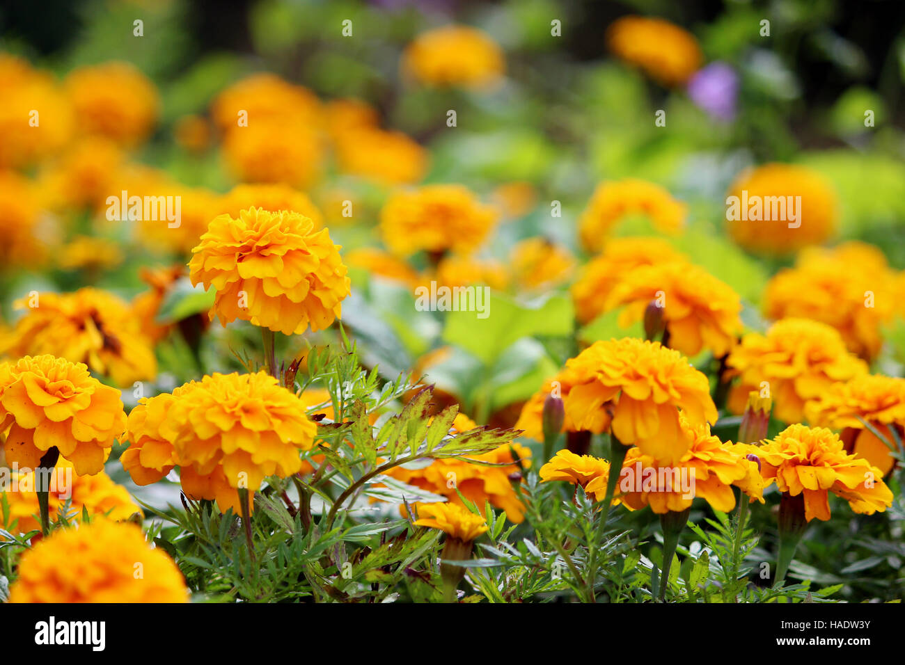 Mexikanische Ringelblume, aztekische Ringelblume, Tagetes Tagetes Erecta, afrikanische Ringelblume Stockfoto
