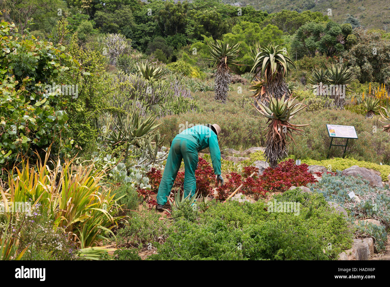 Ein Gärtner, der in Kirstenbosch National Botanical Gardens, Kapstadt, Südafrika arbeitet Stockfoto
