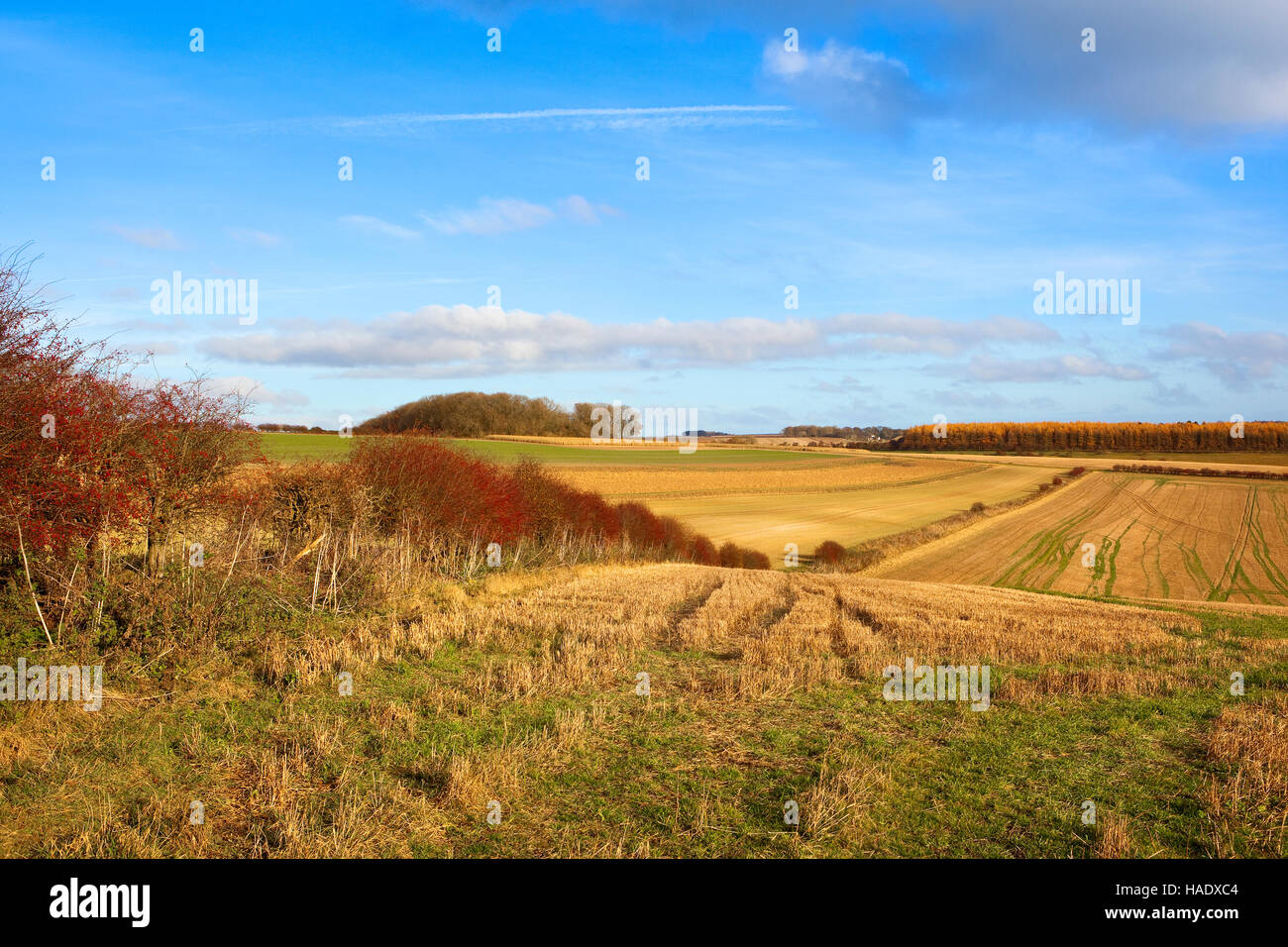 Eine Weißdorn Hecke mit leuchtend roten Beeren und goldenen Stoppelfeldern in die hügelige Landschaft der Yorkshire Wolds im Herbst. Stockfoto