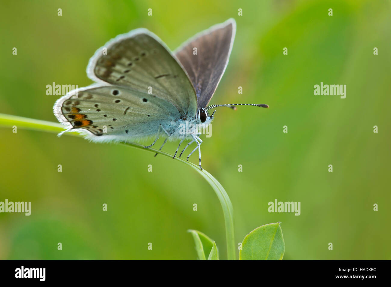 Short-tailed Blue (Cupido argiades) Schmetterling, Burgenland, Österreich Stockfoto