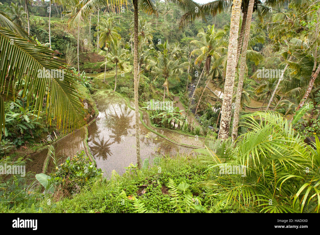 Eines der besten Aussichten der Reisfelder erhält man von einem Aussichtspunkt am Tegallalang, 12 km von Ubud. Bali. Rund um die Kaki Gunung Te Reisfeld Stockfoto
