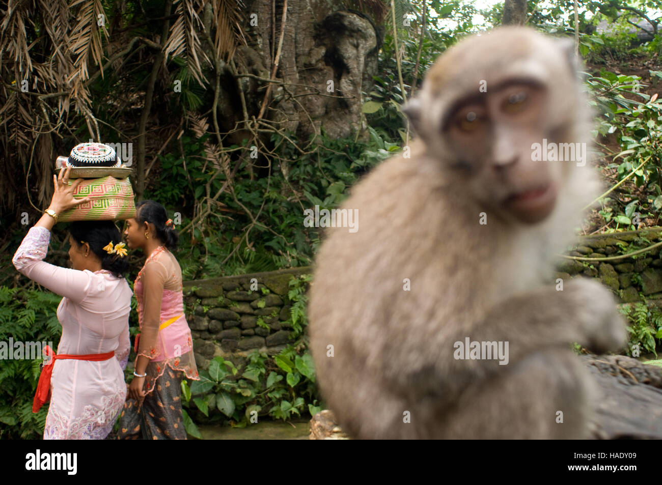 Viele Frauen wenden sich an das Heilige Buch Monkey Forest zu beten und Opfergaben für die Feier des Galungan zu verlassen. Galungan Festival, das wichtigste B Stockfoto