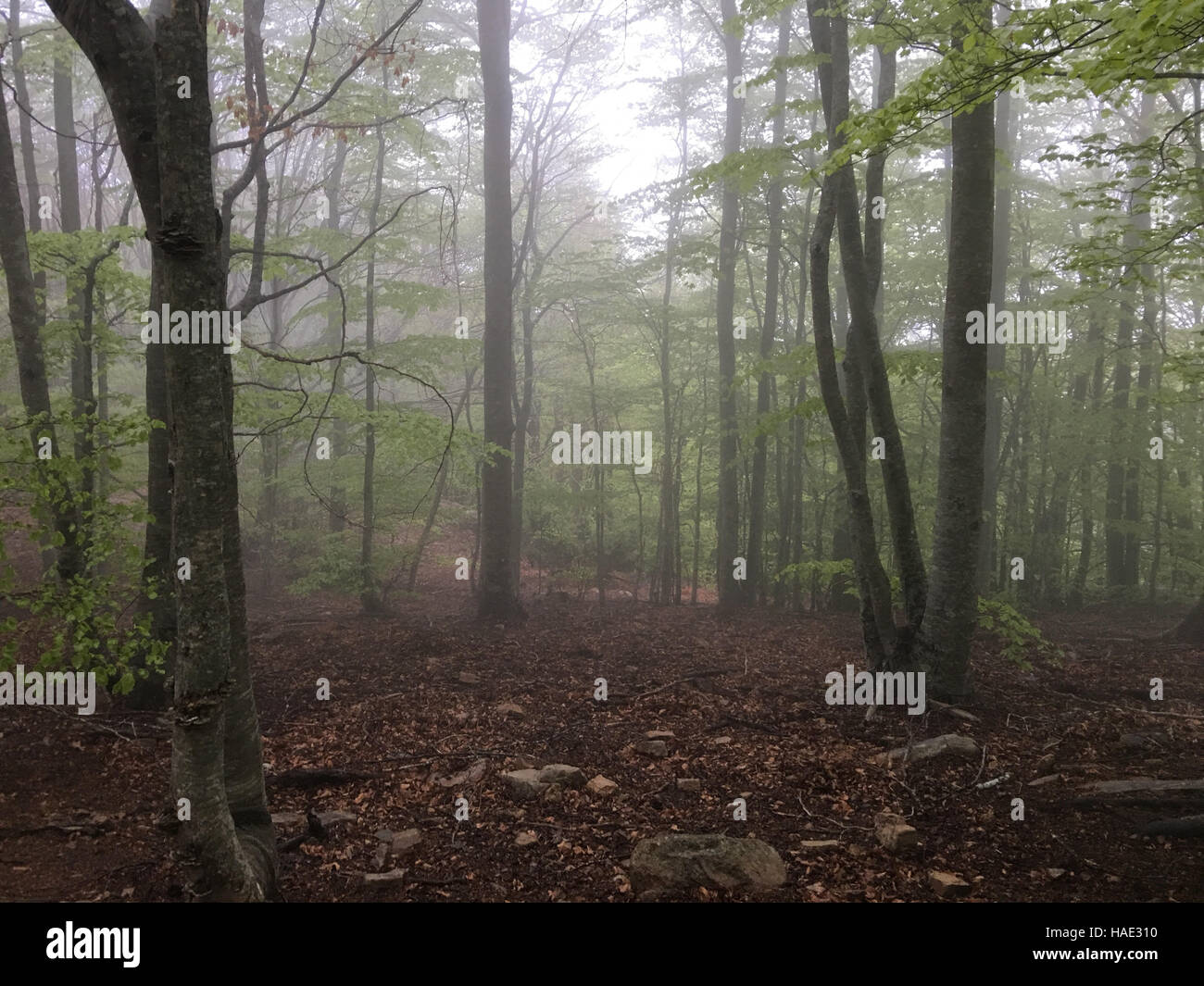 Buchenwald. Nebel im Wald. Nationalpark des Montseny in Katalonien Stockfoto