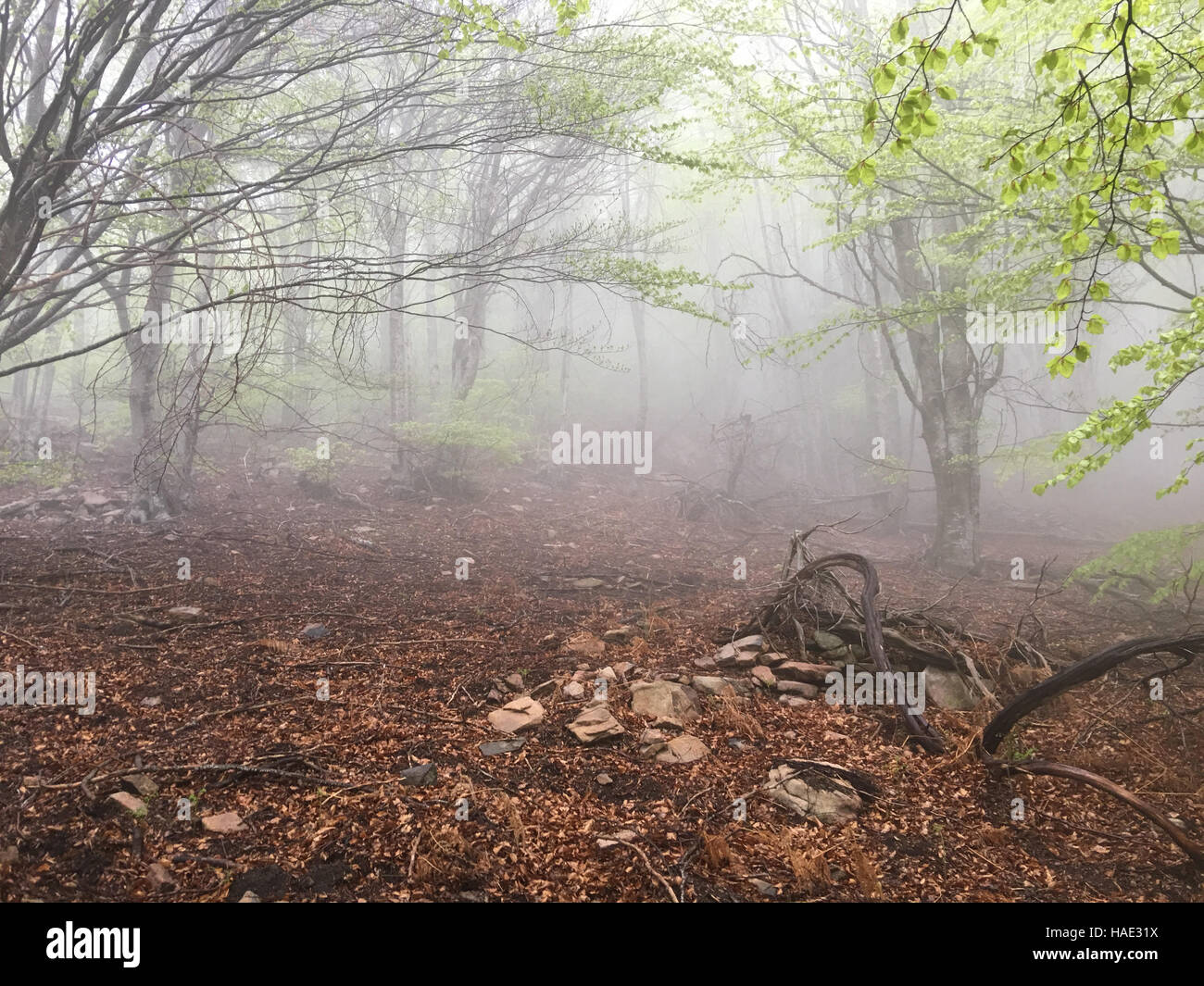 Buchenwald. Nebel im Wald. Nationalpark des Montseny in Katalonien. Äste Stockfoto