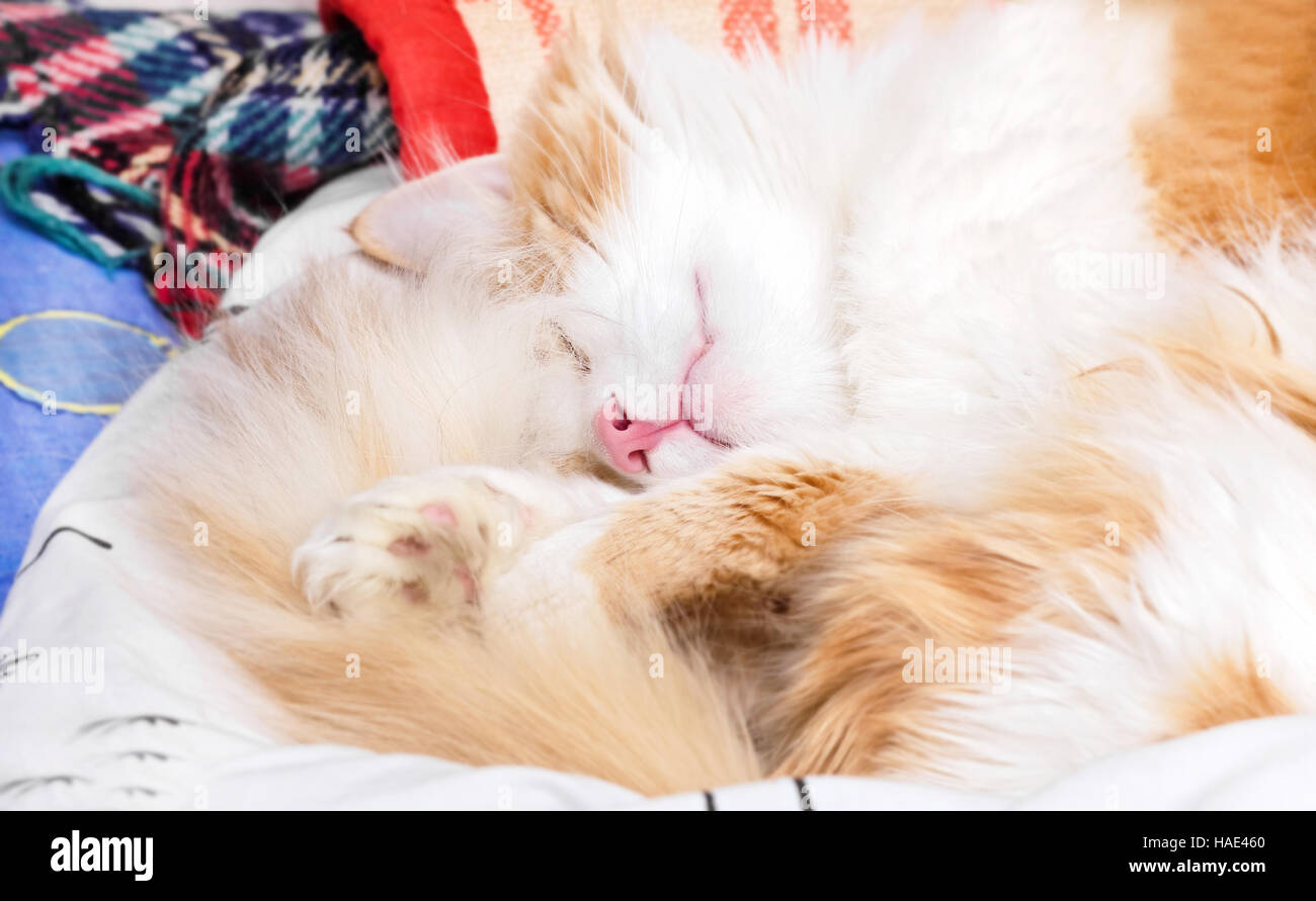 Schöne Erwachsene schlafen Ingwer Katze zu Hause Stockfoto