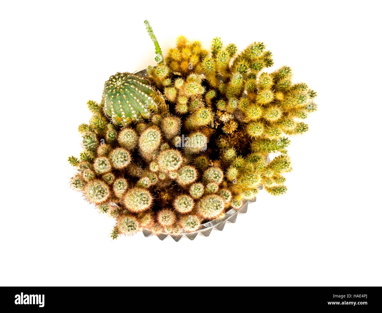 Das Grün der Natur isoliert Kaktus. Stockfoto