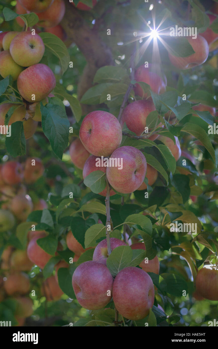 apfelbaum-im-adams-county-pa-stockfotografie-alamy