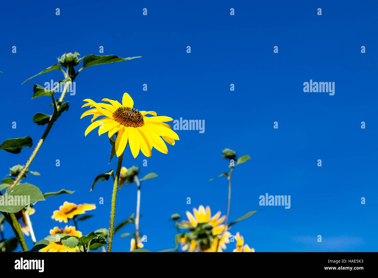 Sonnenblumen blühen vor blauem Himmel Stockfoto