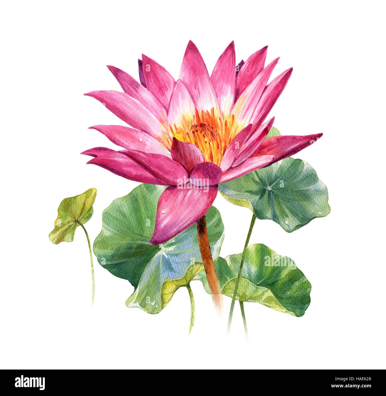 Aquarell Illustration Malerei der Blätter und Lotus auf weißem Hintergrund Stockfoto