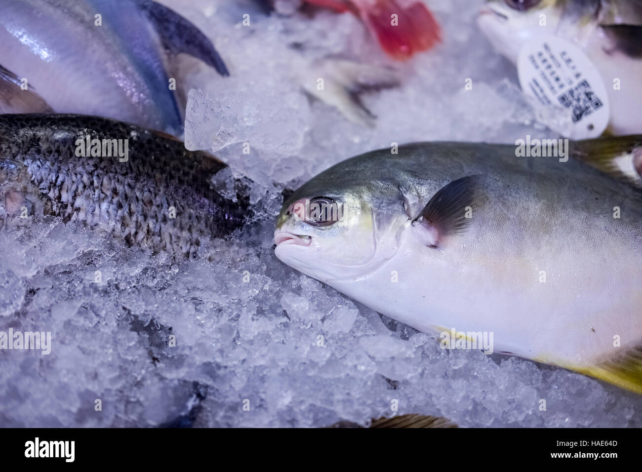 Gefrorener Fisch in nassen Markt Stockfoto
