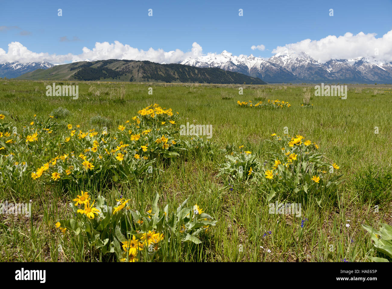 Gelbe Blumen und grünen Rasen im Frühjahr mit den Grand Teton auf Hintergrund. Stockfoto