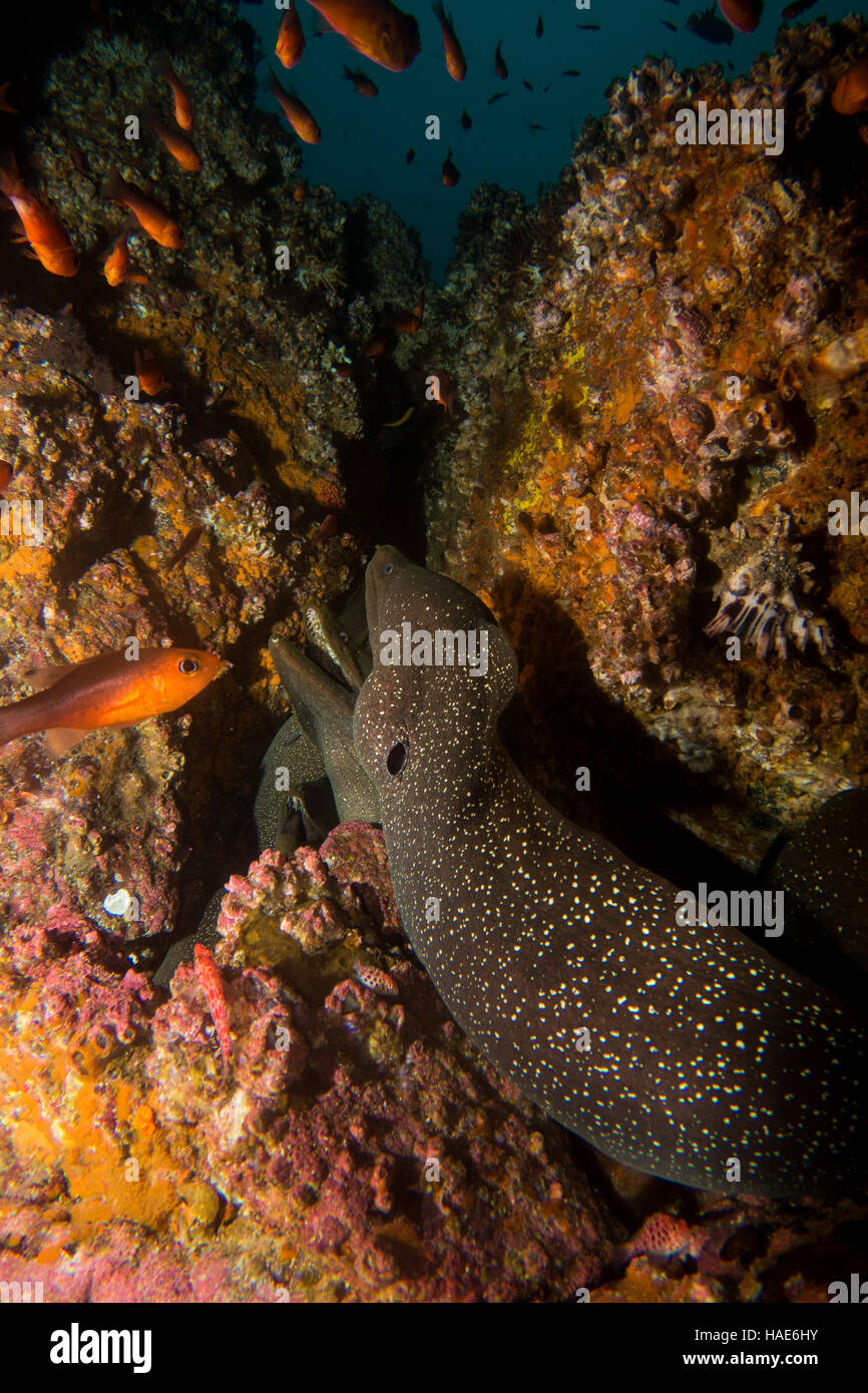 Moray Eel Malpelo Stockfoto