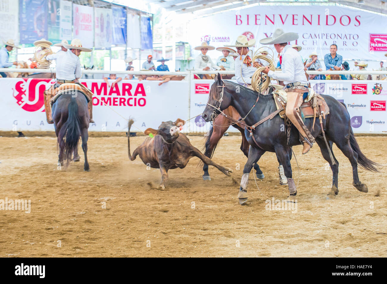 Charros Teilnahme am 23. internationalen Mariachi & Charros Festival in Guadalajara Mexiko Stockfoto