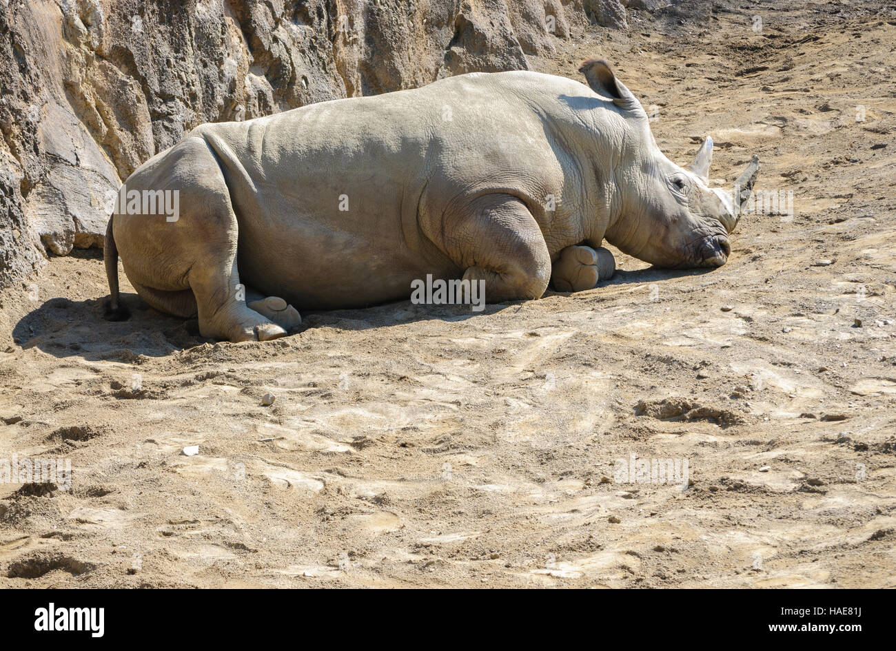 Erie Zoo Stockfoto