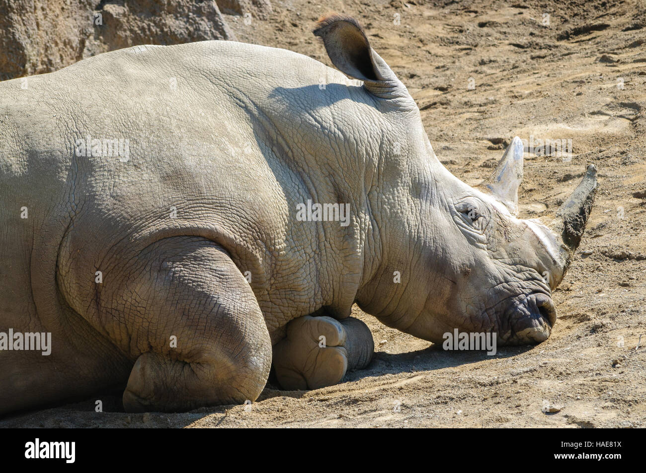 Erie Zoo Stockfoto