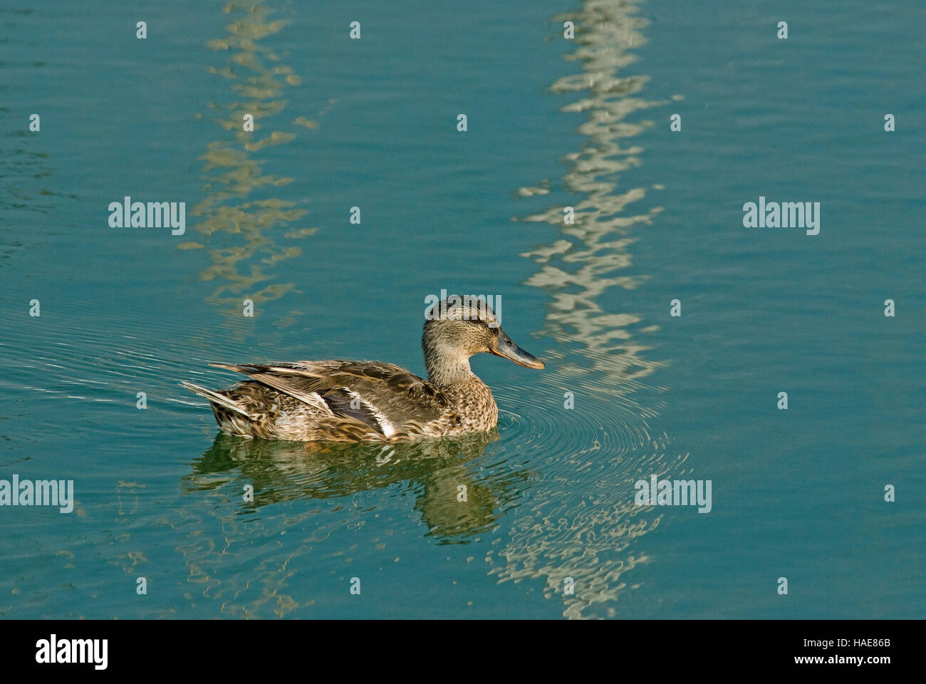 Stockenten (Anas platyrhynchos) im Trasimeno-See, Umbrien, Italien Stockfoto