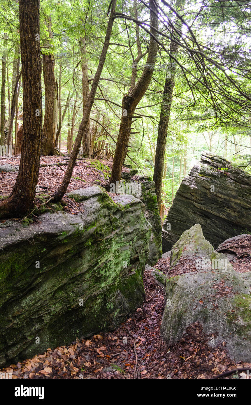 Allegheny National Forest Stockfoto