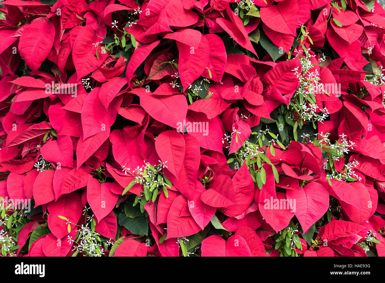 Weihnachtsstern bltter -Fotos und -Bildmaterial in hoher Auflsung  Alamy