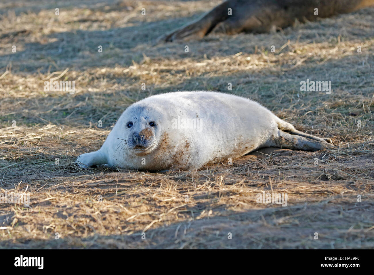 Grey seal pup Stockfoto