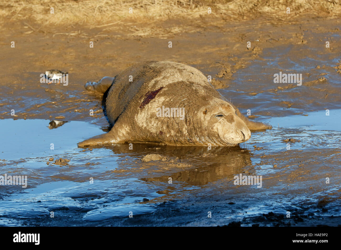 Kegelrobbe (Halichoerus grypus) Stockfoto