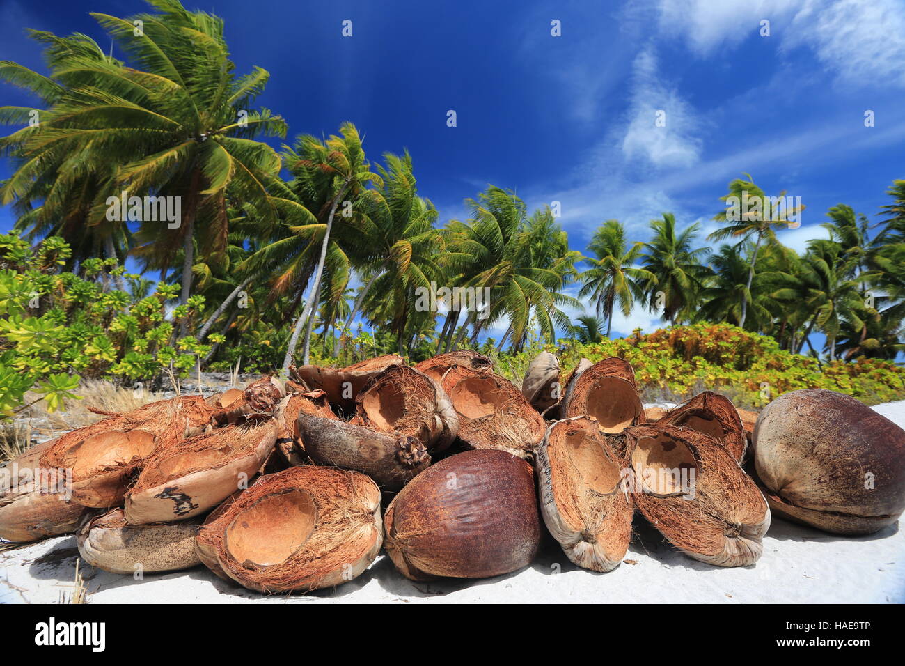 KokosnussSchale in den Palmenwald, Weihnachten (Kiritimati) Insel