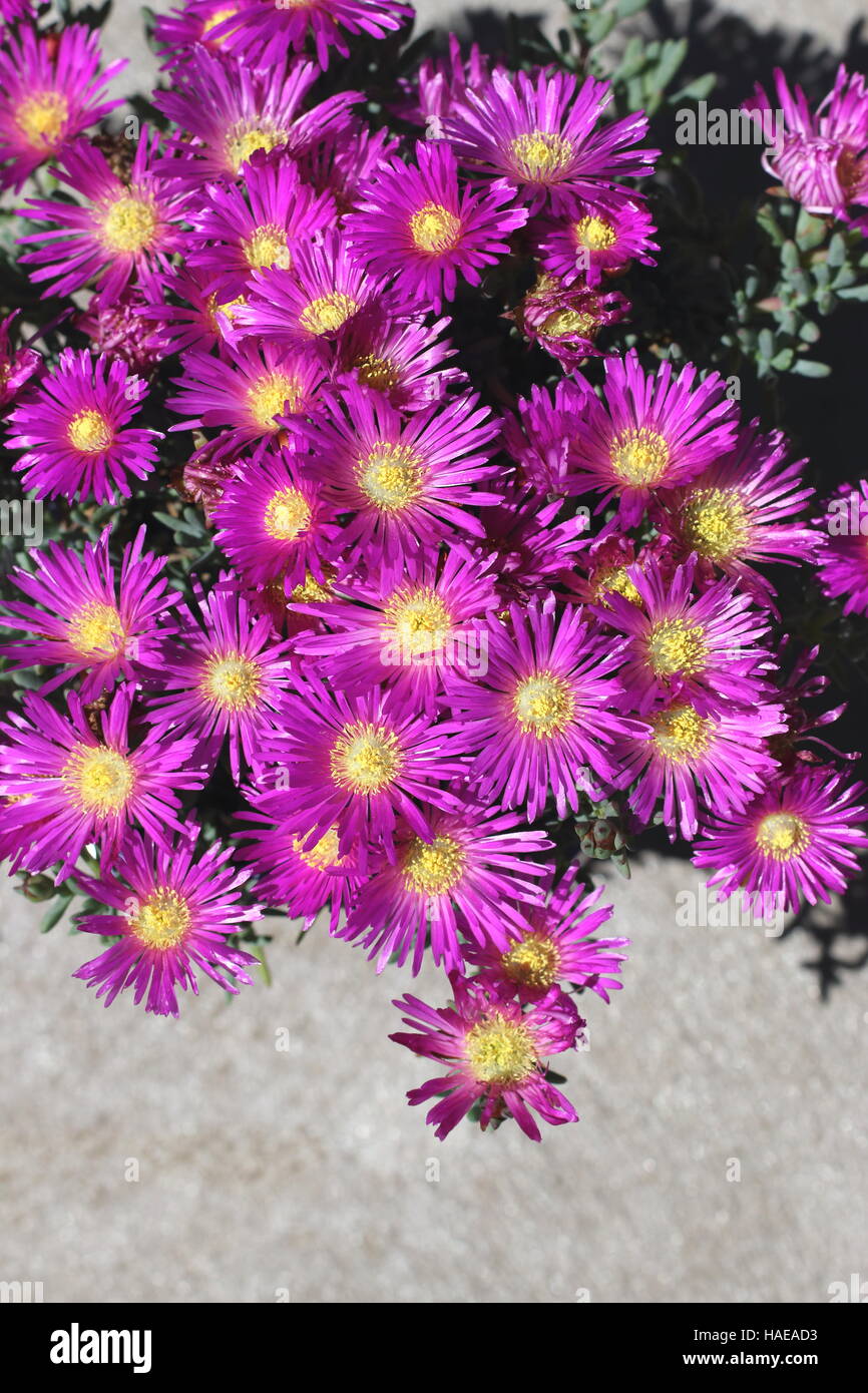 Nahaufnahme von Mesembryanthemum Blueberry Rumble oder bekannt als Lampranthus Blueberry Rumble, Pigface Blueberry Rumble, Stockfoto