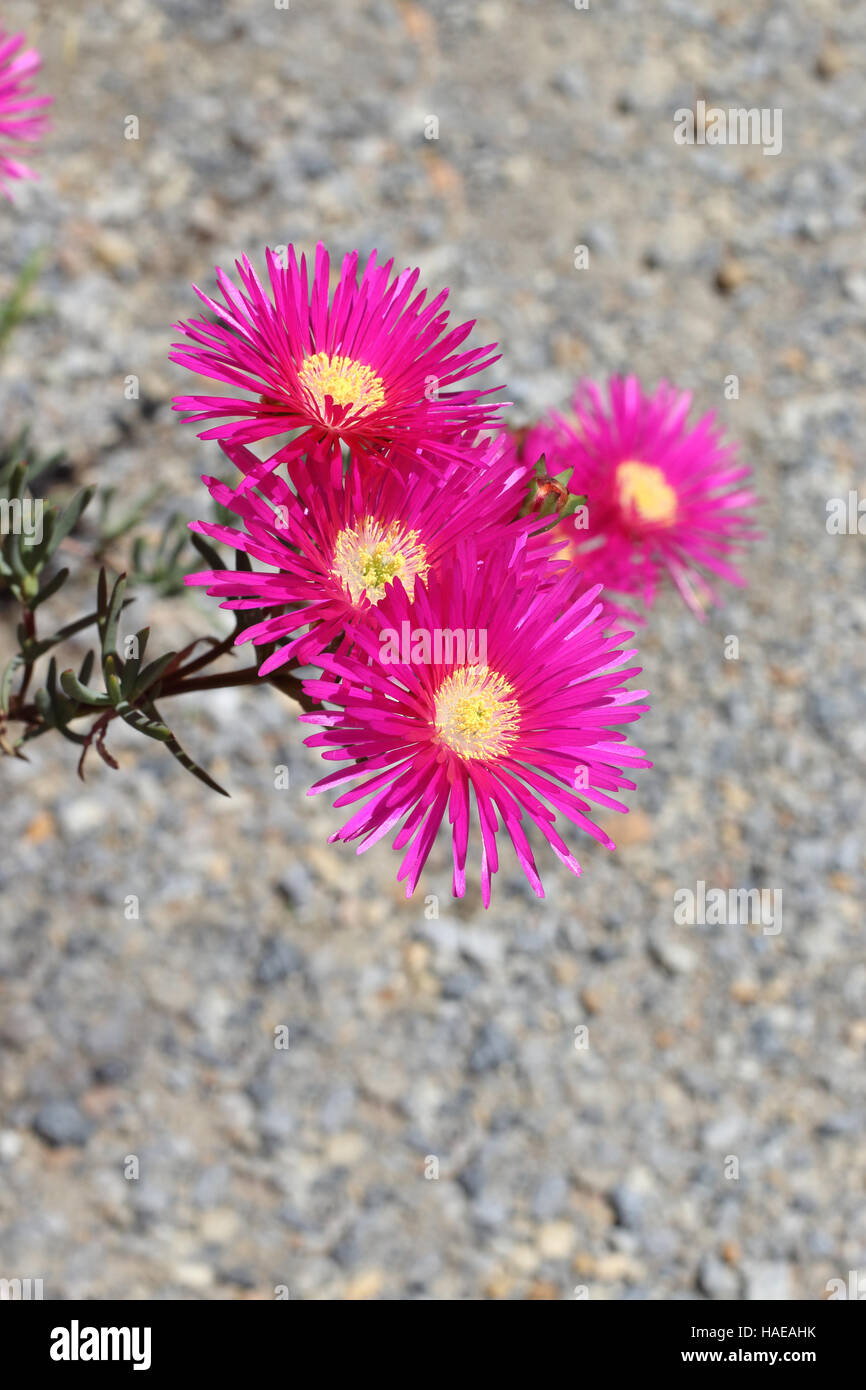 Nahaufnahme eines isolierten rosa Schwein Gesicht Blumen oder Mesembryanthemum, Eis Pflanze blüht, Livingstone Gänseblümchen in voller Blüte Stockfoto
