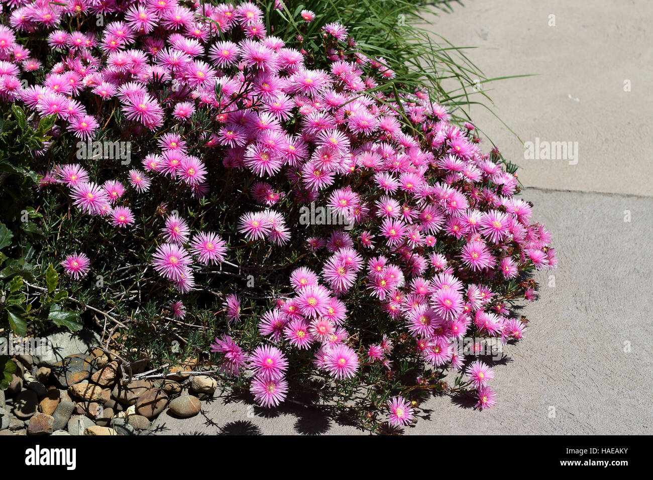 Rosa Schwein Gesicht Blumen oder Mesembryanthemum, Eis Pflanze Blumen in voller Blüte Stockfoto