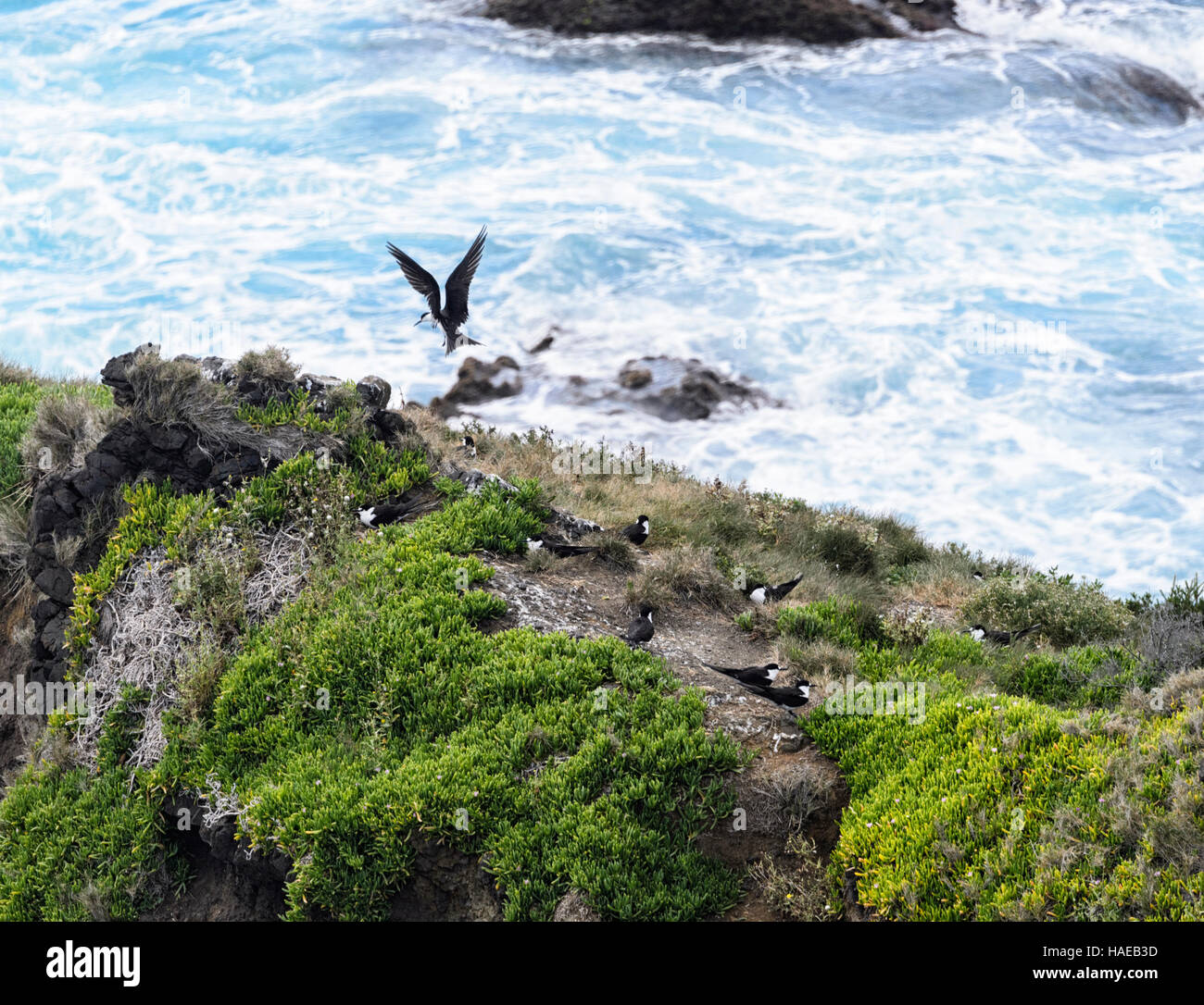 Sooty Tern (Sterna Fuscata) Zucht Kolonie, Muttonbird Punkt, Lord-Howe-Insel, New South Wales, Australien Stockfoto