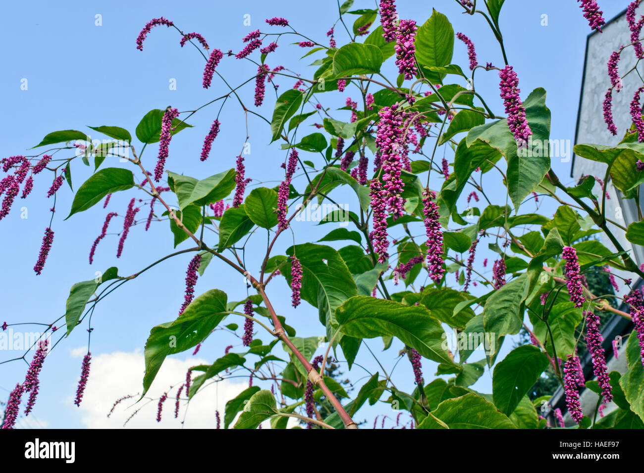 Dekorative hohe Blumen vor dem Haus. Stockfoto