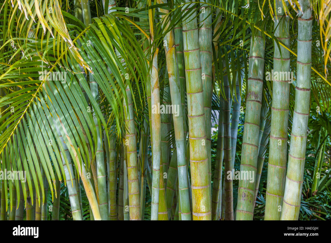 Areca Palme (Dypsis Lutescens) auch bekannt als Bambus Palme, golden Cane Palm, gelbe Palm und Schmetterling Palme, Stockfoto