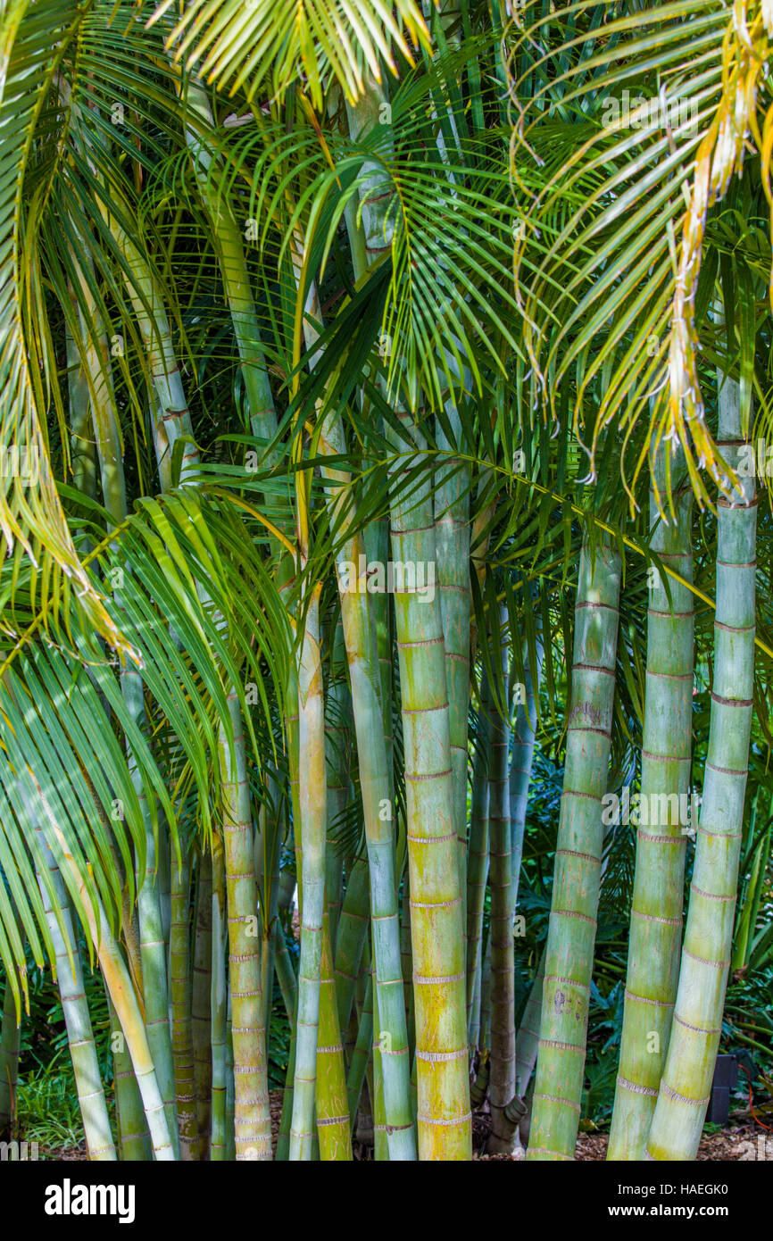 Areca Palme (Dypsis Lutescens) auch bekannt als Bambus Palme, golden