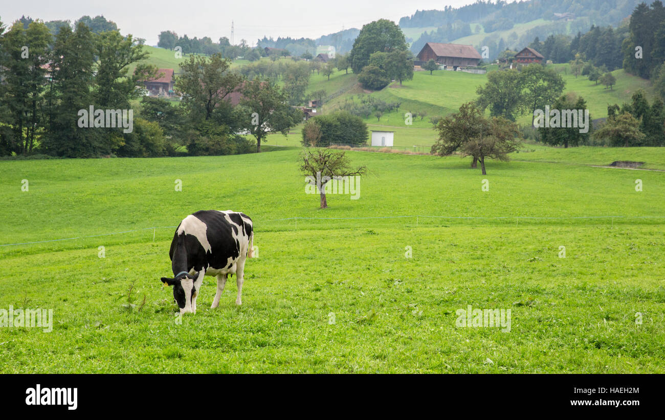 Schweizer Kuh Weiden Stockfoto